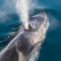 Fin Whale