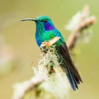 Hummingbird