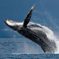 Humpback Whale