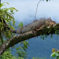 Iguana