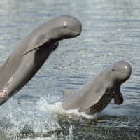 Irrawaddy dolphin