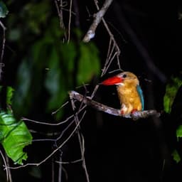 Kingfisher