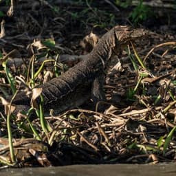 Monitor Lizard