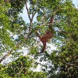 Orangutan