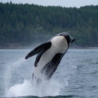 Orca