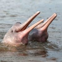 Pink dolphin