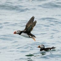 Puffin