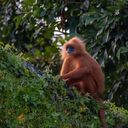 Read leaf monkey