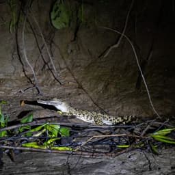 Saltwater crocodile