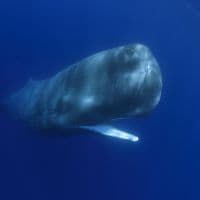 Sperm Whale