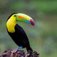 Toucan