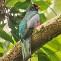 Trogon