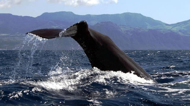 Whale Watching & Islet Boat Tour | Azores