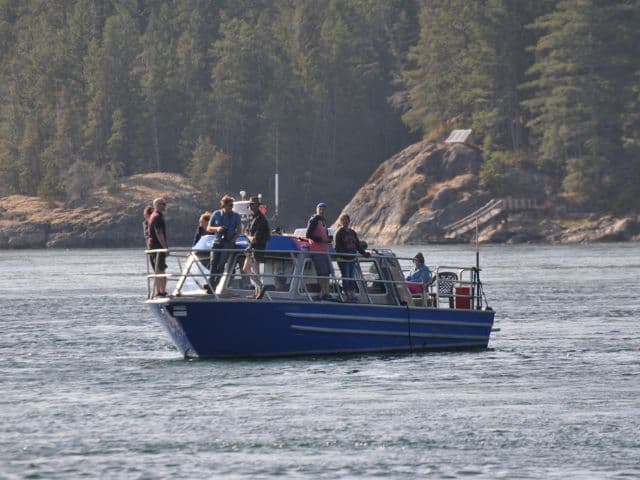 6 Hour Whale Watching Covered Boat Tour | Vancouver Island