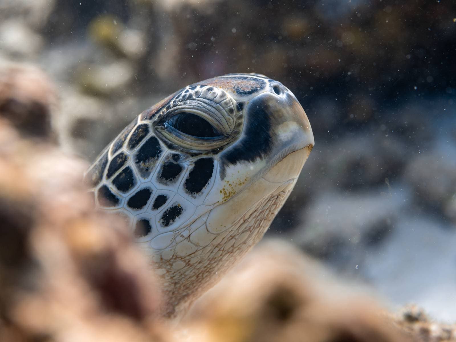Kayaking & Snorkelling Tour at The Arch, Cabo San Lucas