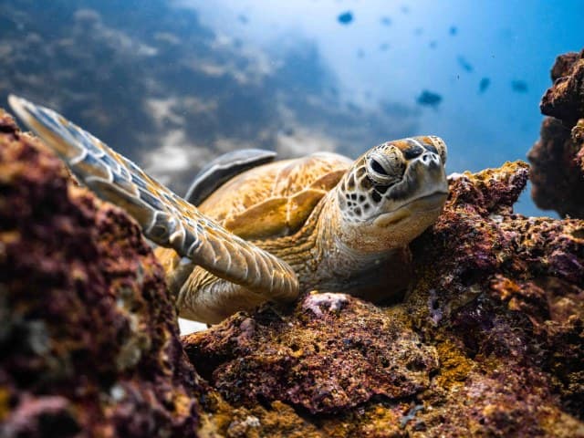 Private Jeep Tour Cabo Pulmo | Depart Cabo San Lucas