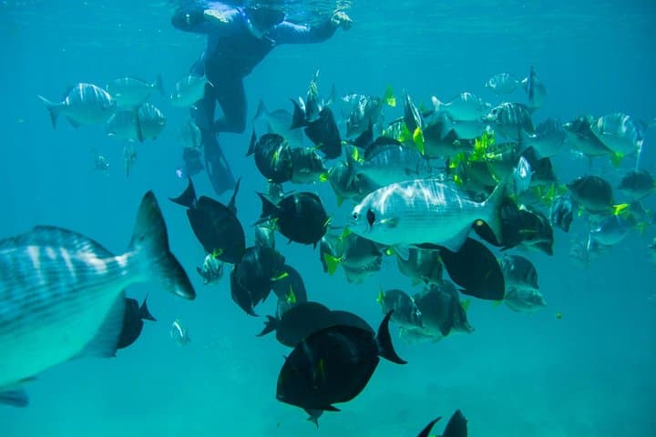 Private Los Cabos snorkelling tour to Chileno bay and Santa Maria cove