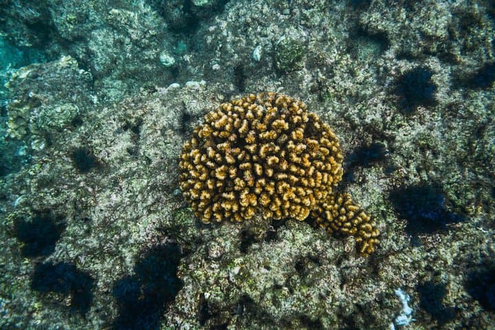 Private Los Cabos snorkelling tour to Chileno bay and Santa Maria cove