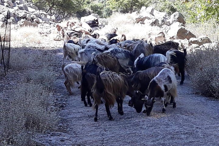 Milia Mountain-Safari tour with Wine - Olive Oil Tastings | Crete