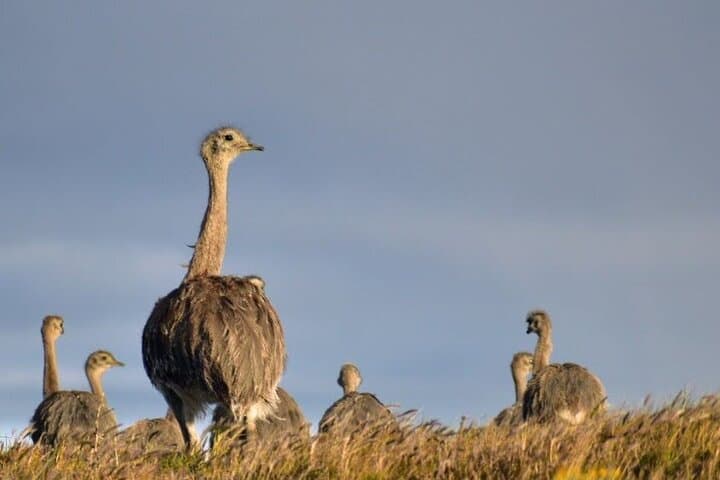 Full-day Torres del Paine Private tour, departing from Punta Arenas