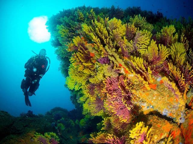 PADI Open Water Diver - First diving brevet | Girona, Spain