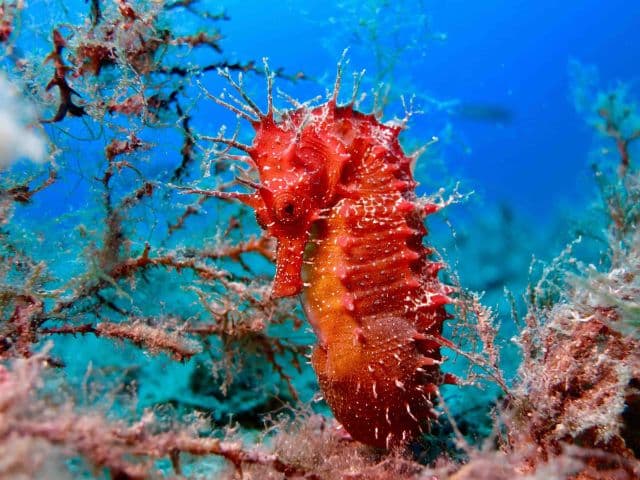 PADI Open Water Diver - First diving brevet | Girona, Spain