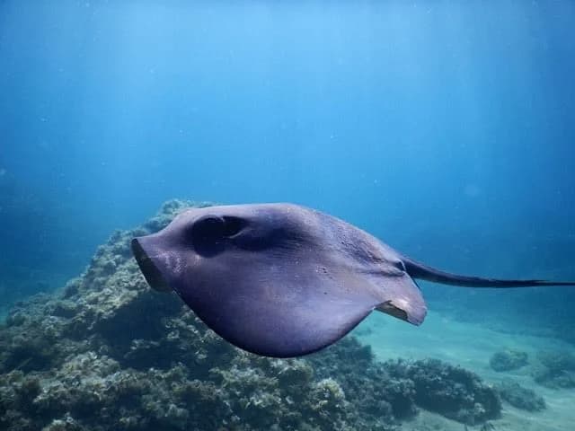 PADI Open Water Diver - First diving brevet | Girona, Spain