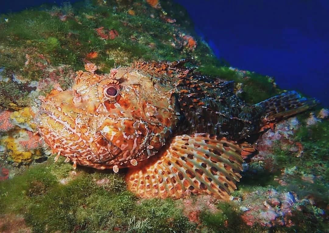 PADI Open Water Diver - First diving brevet | Girona, Spain