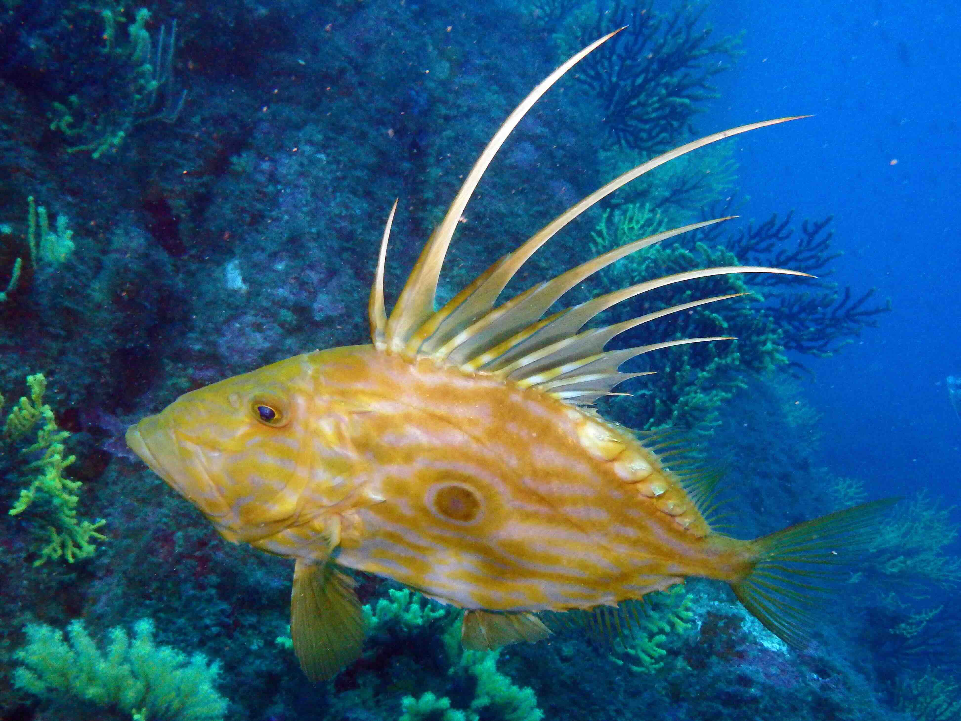 PADI Open Water Diver - First diving brevet | Girona, Spain