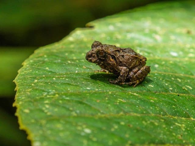 Children's Eternal Rainforest Expedition, La Fortuna