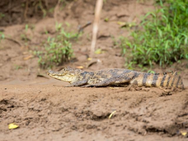 Pure Nature Safari Float | La Fortuna