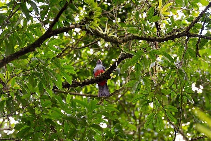 Pure Nature Safari Float | La Fortuna