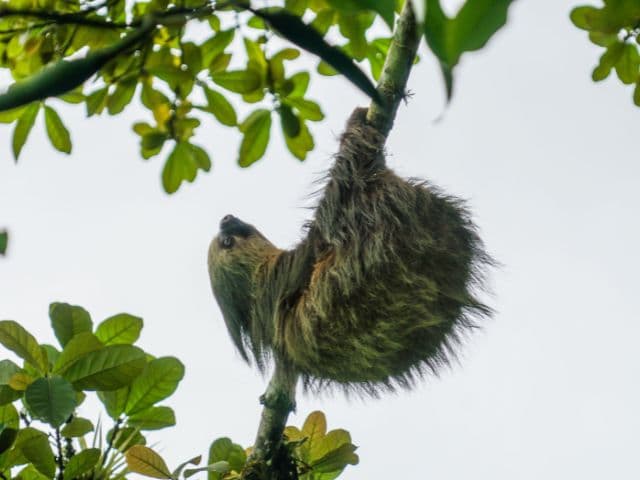 Pure Nature Safari Float | La Fortuna