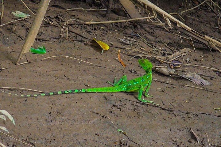 Pure Nature Safari Float | La Fortuna