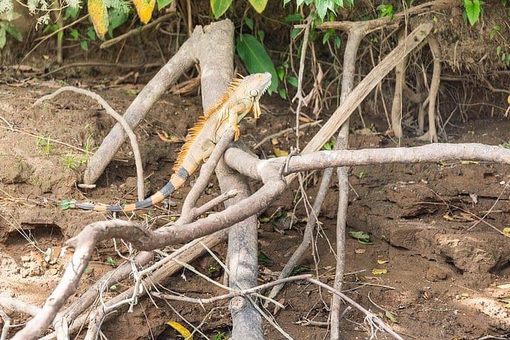 Pure Nature Safari Float | La Fortuna