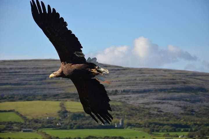 Cliffs of Moher & Burren Day Tour | Galway, Ireland