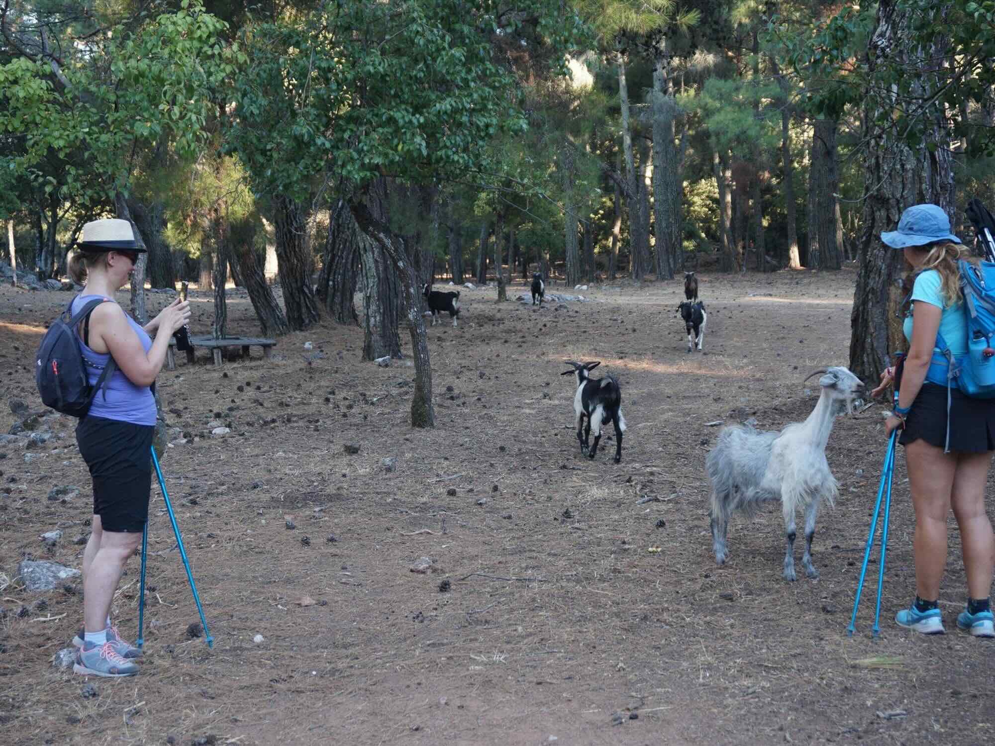 Hiking Tour Profitis Ilias Mountain