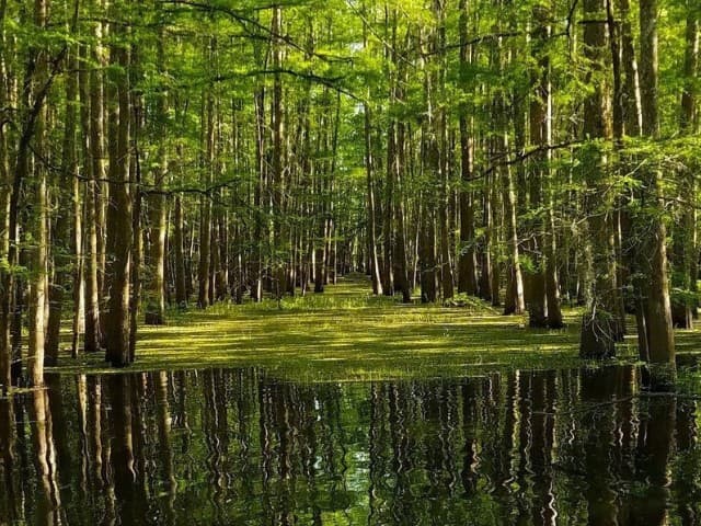 Two Hour Guided Eco-Swamp Tour | Louisiana