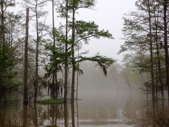 Two Hour Guided Eco-Swamp Tour | Louisiana