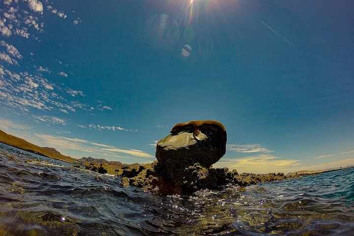 Whale sharks & sea lions snorkelling at Balandra Beach