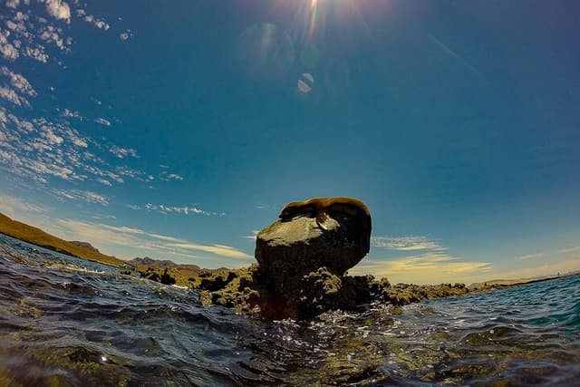 Balandra Beach Escape with Snorkelling and Wildlife Watching