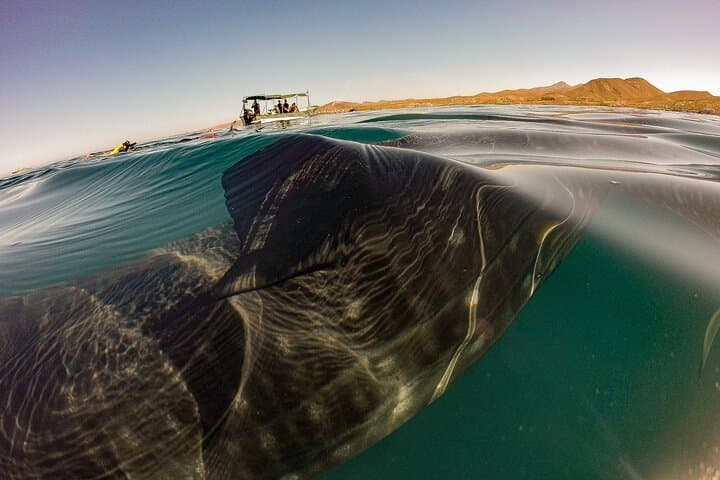 Sea Lion Snorkeling & Island Beach Picnic – Espíritu Santo Tour