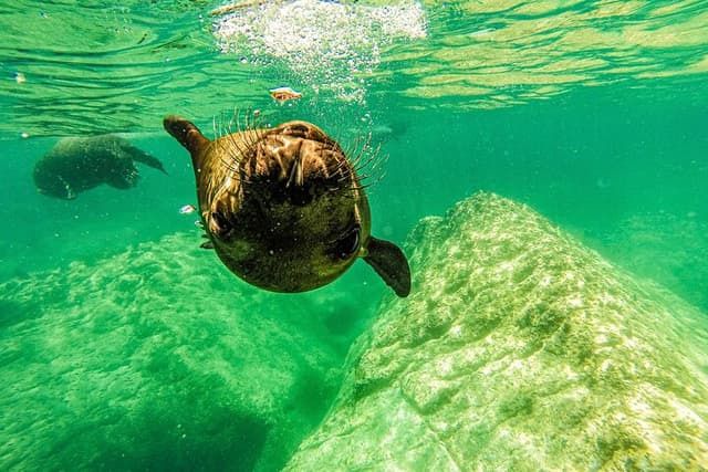 Sea Lion Snorkeling & Island Beach Picnic â EspĂritu Santo Tour
