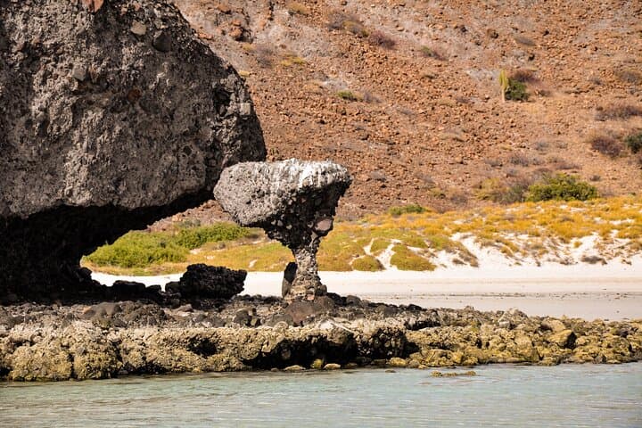 Whale sharks & sea lions snorkelling at Balandra Beach