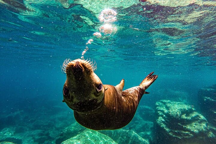 Sea Lion Snorkeling & Island Beach Picnic – Espíritu Santo Tour