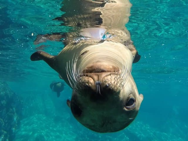 Sea Lion Snorkeling & Island Beach Picnic – Espíritu Santo Tour
