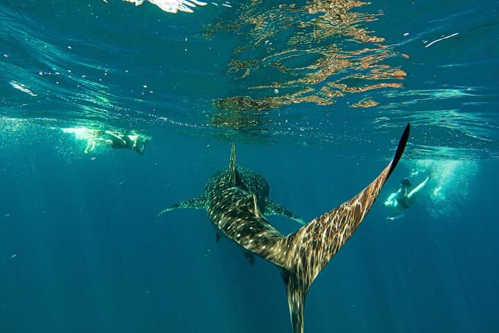 Espíritu Santo & Balandra Beach Combo Tour: Sea Lion Snorkelling