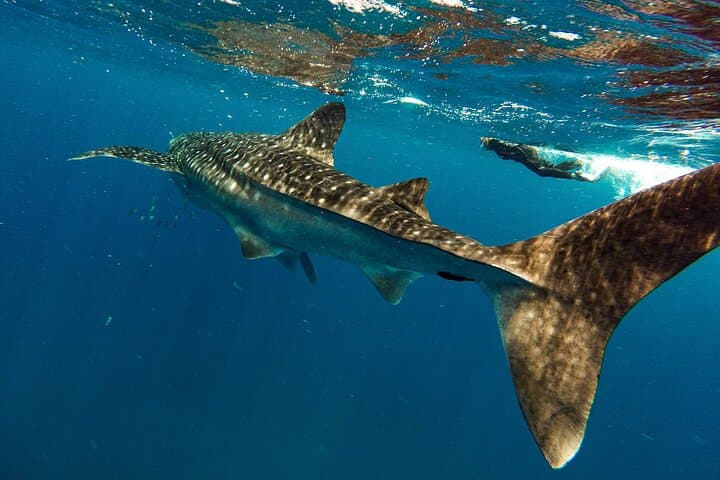 Espíritu Santo & Balandra Beach Combo Tour: Sea Lion Snorkelling