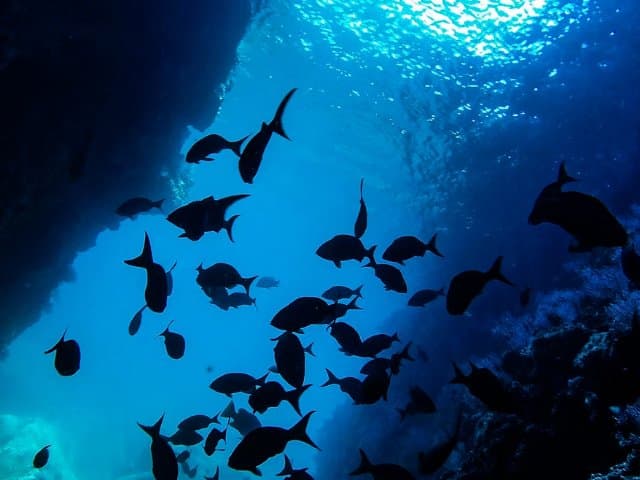 Sea Lion Snorkeling & Island Beach Picnic – Espíritu Santo Tour