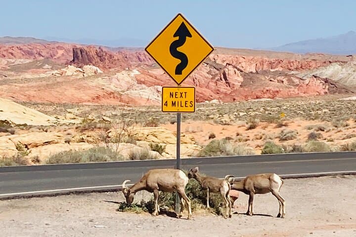 Valley of Fire and Seven Magic Mountains day tour from Las Vegas